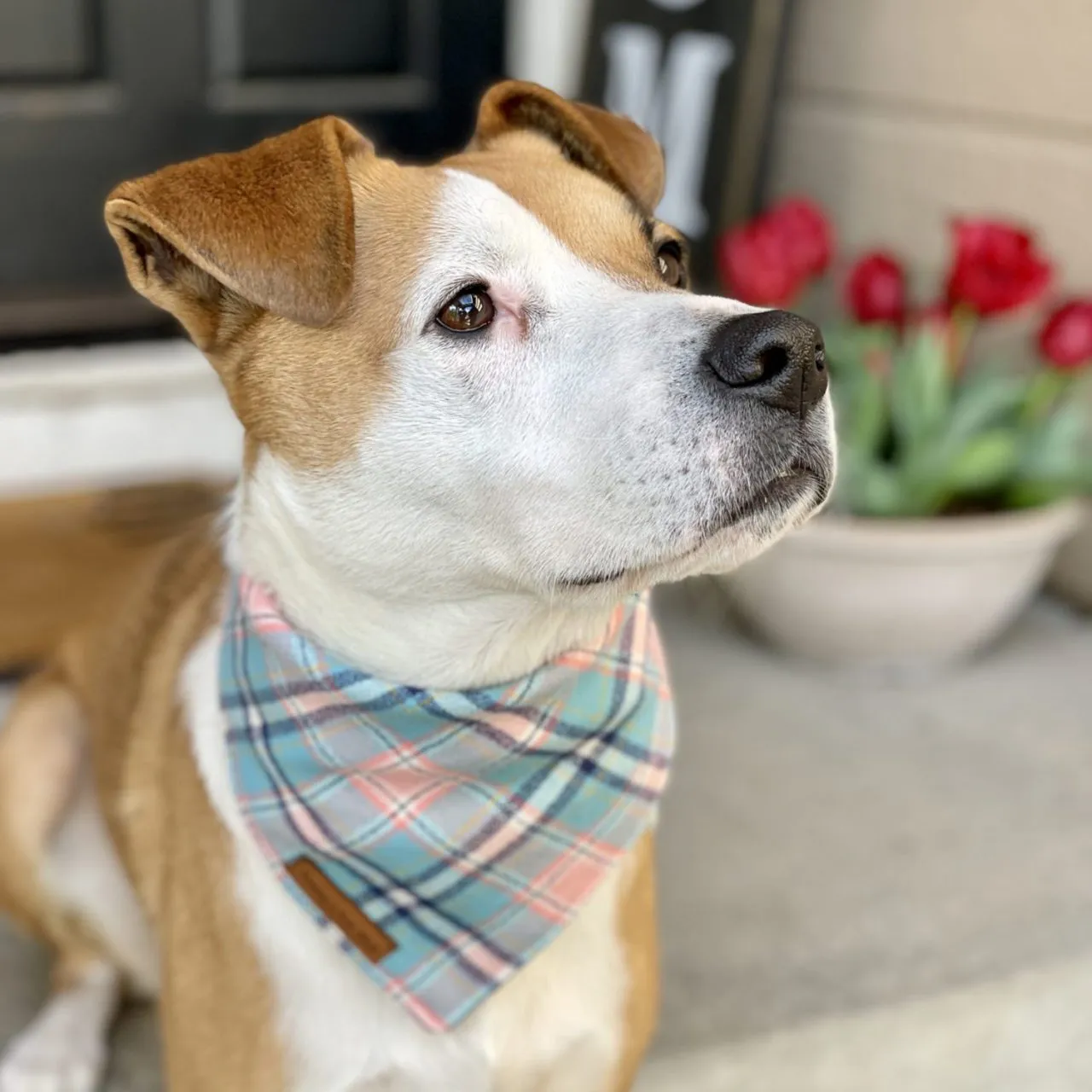 Bubble Gum Check Dog Bandana