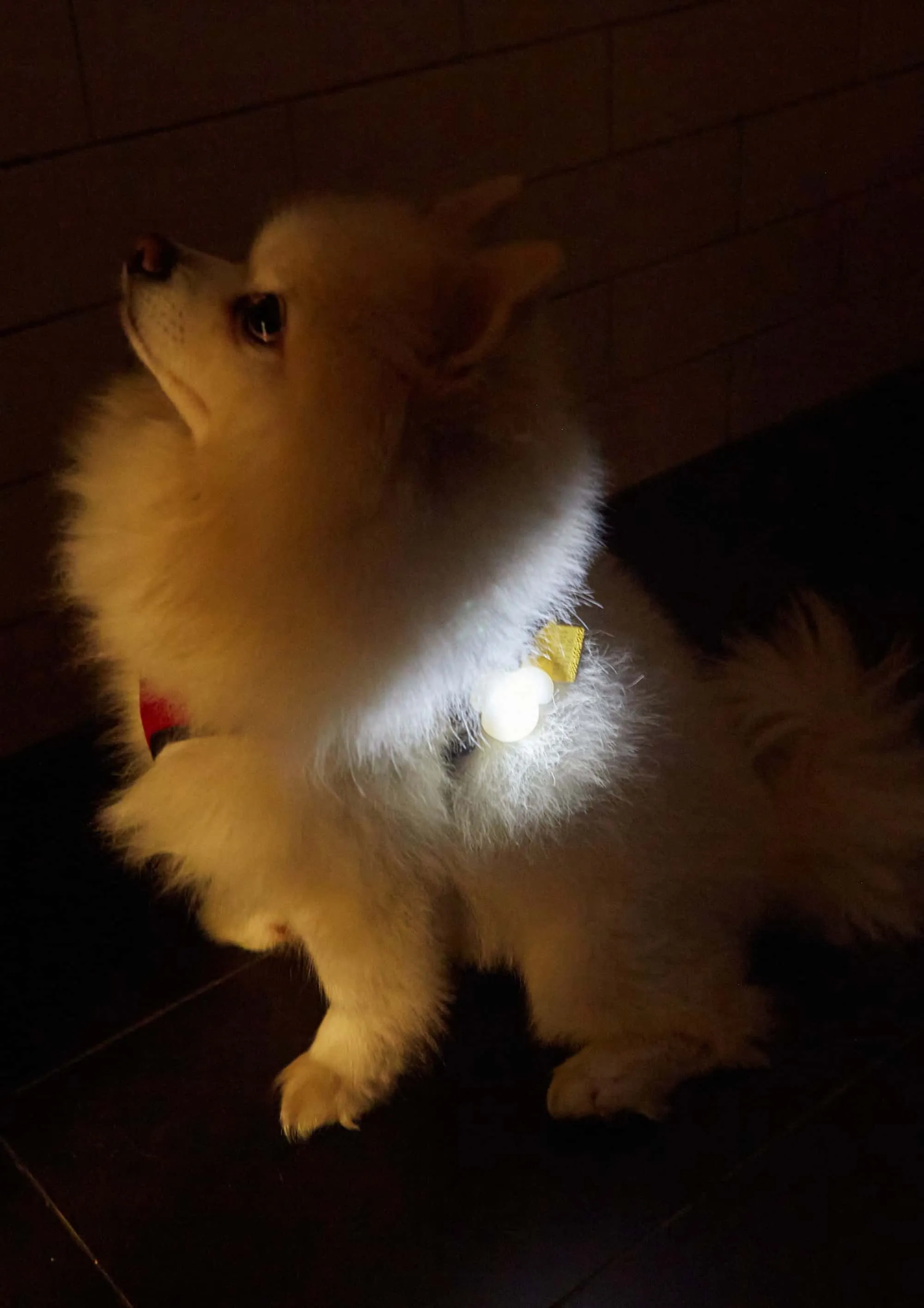 Kikkerland Kobe Light Up Name Tag